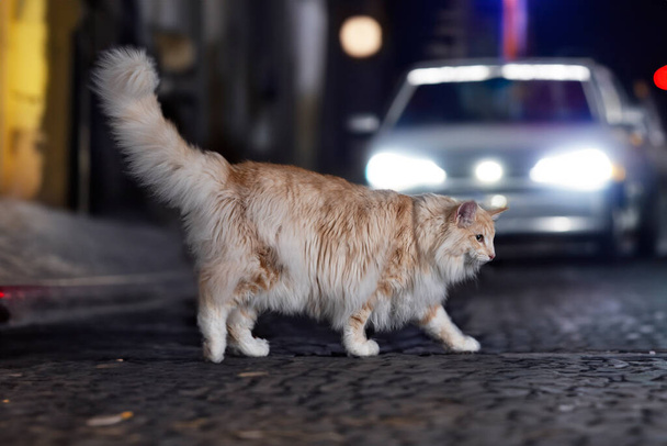 Norwegian Forest cat in front of city background - Photo, Image