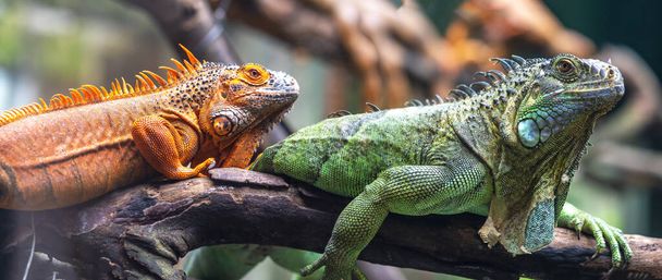 Сім'ї ящірок разом на дереві дивляться в майбутнє так мило, коли спостерігають за ними в зоопарку - Фото, зображення