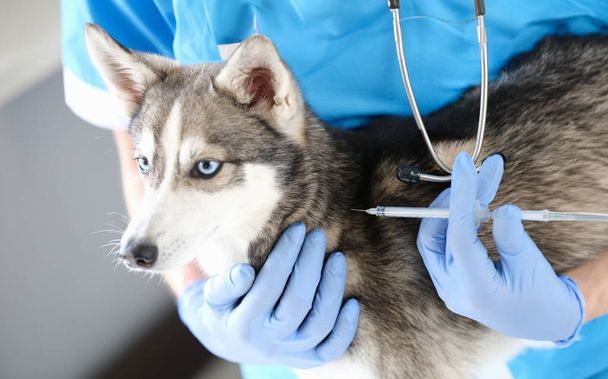 Врач-ветеринар в перчатках делает укол собаке. Ветеринарные услуги и вакцинация на дому - Фото, изображение