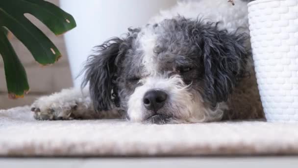 Niedlicher Hund liegt auf flauschigem Teppich, versteckt sich zwischen heimischen Pflanzen im gemütlich hellen Wohnzimmerinnenraum - Filmmaterial, Video