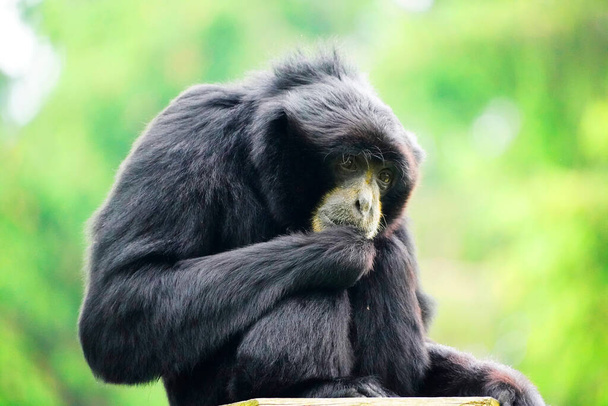 Portrait d'un Siamang. Symphalangus syndactylus. Espèce de primate de la famille des gibbons. Hylobatidae. Singe avec fourrure noire. - Photo, image