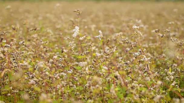 Video al rallentatore del campo di grano saraceno in campagna. Fioritura di piante di grano saraceno in grande campo - Filmati, video