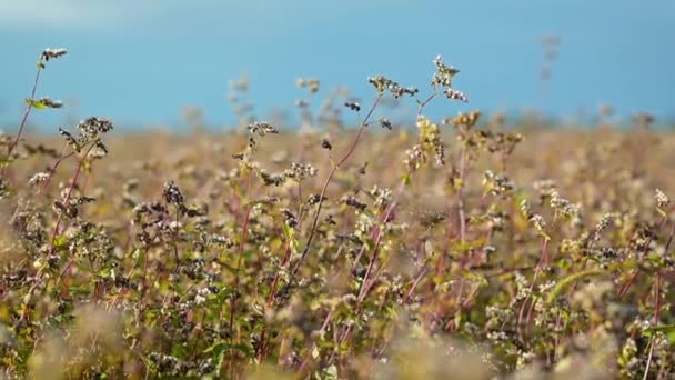 Florecientes plantas de trigo sarraceno en un día soleado en el campo. Campo agrícola de trigo sarraceno en flor - Metraje, vídeo