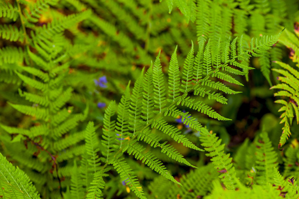juicy green fern leaves in the forest - Photo, Image