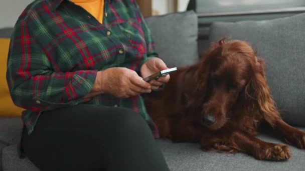 Joyful mulher sênior sentado com cão setter irlandês no sofá cinza ao lado do travesseiro e usando um telefone enquanto desfruta de descanso no quintal  - Filmagem, Vídeo