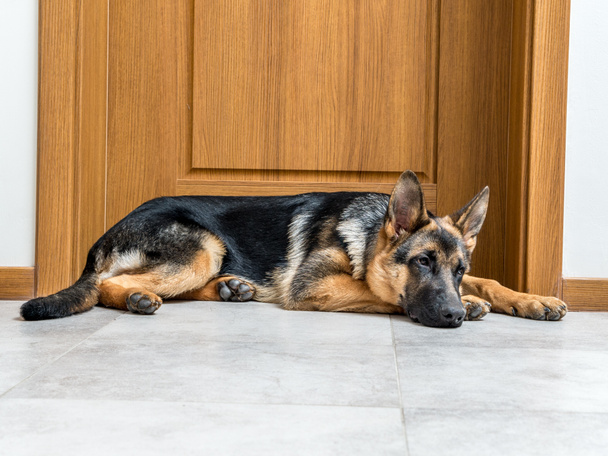 Cachorro pastor alemán
  - Foto, imagen