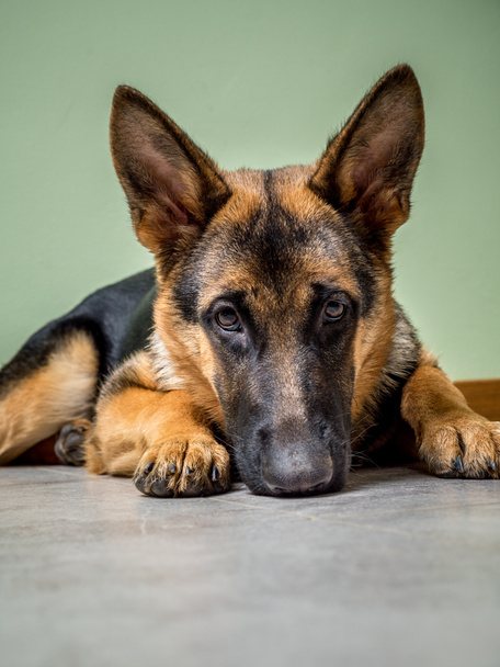 Pensive dog - Photo, Image