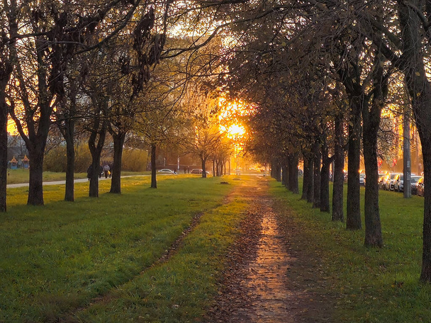 Φύση Street Park, όμορφο δέντρο εποχής, κίτρινο φως, ανατολή του ηλίου στο δρομάκι της πόλης. - Φωτογραφία, εικόνα