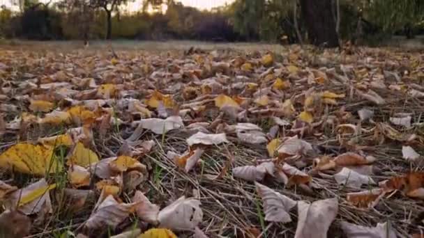 Jesienny krajobraz z kolorowymi drzewami i żółtymi liśćmi na ziemi. Spokojny zachód słońca, Październikowy krajobraz w pobliżu lasu - Materiał filmowy, wideo