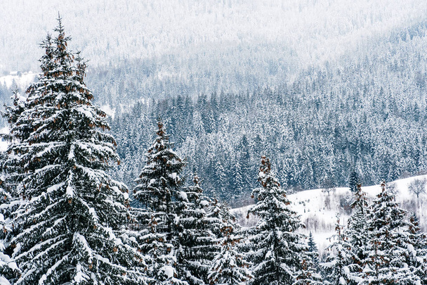 Karla kaplı Zlatar Dağı manzarası - Fotoğraf, Görsel