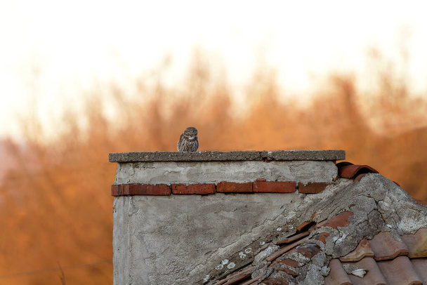 Küçük baykuş eski köyde dinleniyor. Rodop dağlarında küçük bir baykuş. Bulgaristan 'da nadir bulunan kahverengi baykuş. Kışın kuş bilimi.  - Fotoğraf, Görsel