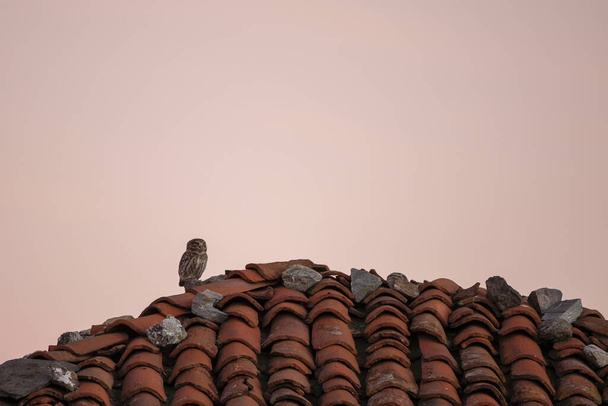 Küçük baykuş eski köyde dinleniyor. Rodop dağlarında küçük bir baykuş. Bulgaristan 'da nadir bulunan kahverengi baykuş. Kışın kuş bilimi.  - Fotoğraf, Görsel