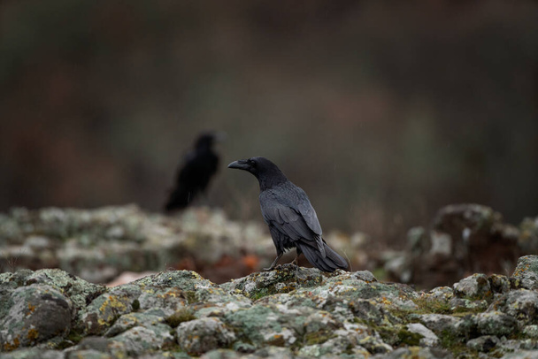 Közönséges holló Rhodope hegységben. Hollónyáj a sziklán. Ornitológia Bulgáriában hegyek. Fekete madarak Európában természet.  - Fotó, kép