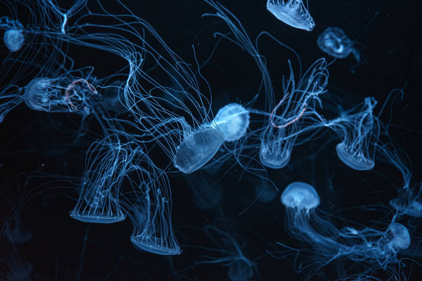 Atlantik deniz ısırganı, Chrysaora quinquecirrha, Doğu Maliyeti deniz ısırganı. Bir grup floresan denizanası akvaryumda mavi neon ışığıyla yüzüyor. Theriology, biodiversity, undersea life, aquatic organizma - Fotoğraf, Görsel