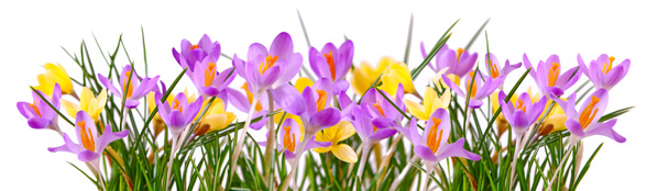 Colorful crocuses isolated . - Photo, Image