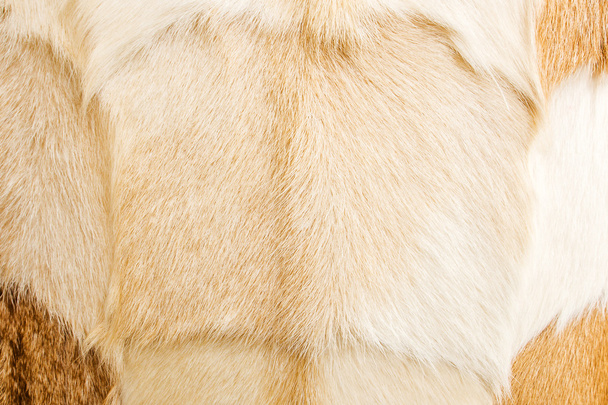 pieles de cabra
 - Foto, imagen