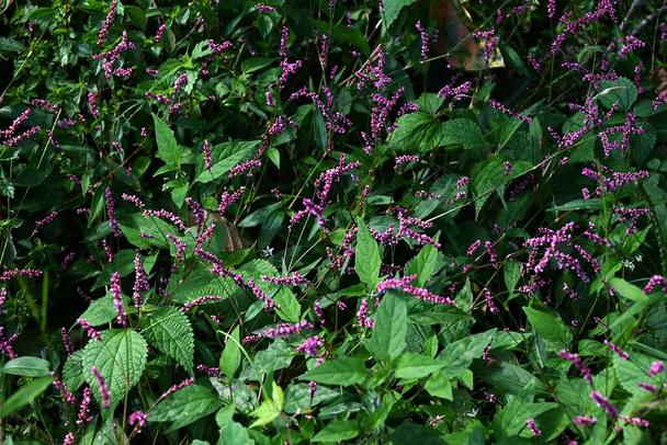 Creeping smartweed ( Persicaria longiseta ) flowers. It is a weed that grows on roadsides and vacant lots and blooms from early summer to autumn. - Photo, Image