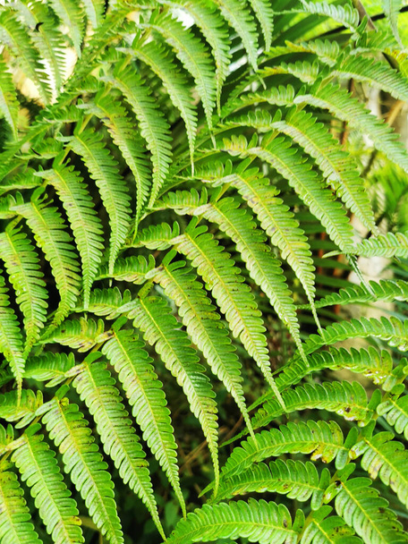 текстура зеленого листя папороті як дуже гарний фон - Фото, зображення