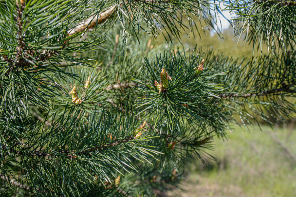 Conos de pino escocés: Largos y delgados, estos conos pertenecen al árbol Pinus sylvestris. Son apreciados por los remedios naturales y la tos calmante - Foto, imagen