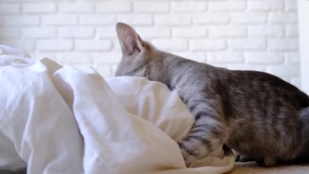 Pelziges Kätzchen spielt mit Decke auf dem Bett zu Hause - Filmmaterial, Video