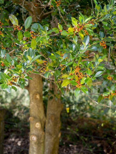 деталь листя і ягоди Common Holly'Amber'(Ilex Aquifolium) з розмитим фоном - Фото, зображення