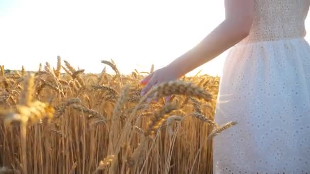 Vrouwelijke hand die over gouden rijpe tarwe loopt. Zorgeloos meisje in witte jurk genieten van outdoor vrije tijd tijdens het wandelen langs korenveld bij zonsondergang achtergrond. Zomer of landbouw concept. Langzame beweging. - Video