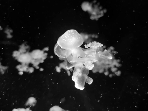 Black and white jellyfish photo background, marine photography, sea nature beautiful creatures grayscale wallpaper - Photo, Image