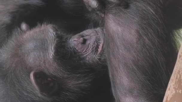 Primer plano de una familia de chimpancés limpiando su piel. Los chimpancés son parte de la patria de los primates. Vídeo vertical. - Imágenes, Vídeo