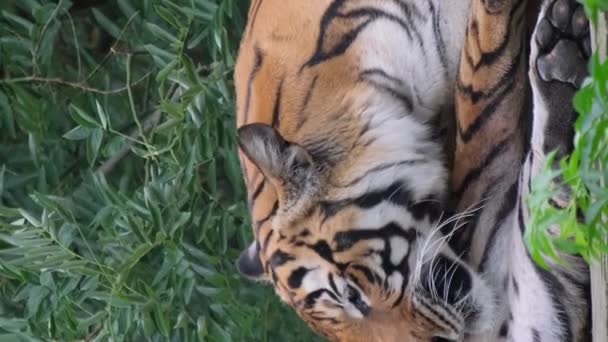 De Ussuri tijger ligt en likt zijn voet. Volwassen tijger liggend op houten planken en likkend aan zijn poot. Tijgerbad. Een tijgerschoonmaak. Verticale video - Video
