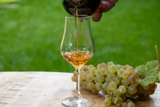 Degustacja na świeżym powietrzu mocnego napoju alkoholowego Koniak w regionie Koniak, Charente z bandą dojrzałych winogron ugni blanc na tle wykorzystania do destylacji alkoholi i zielonej trawy, Francja - Zdjęcie, obraz