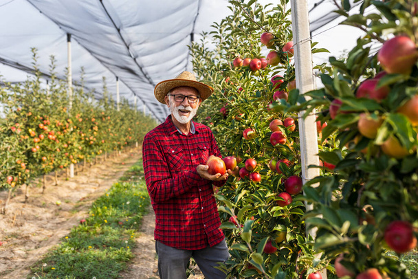 Tyytyväinen viljelijä, joka osoittaa kypsiä omenoita hedelmätarhassa ennen sadonkorjuuta - Valokuva, kuva
