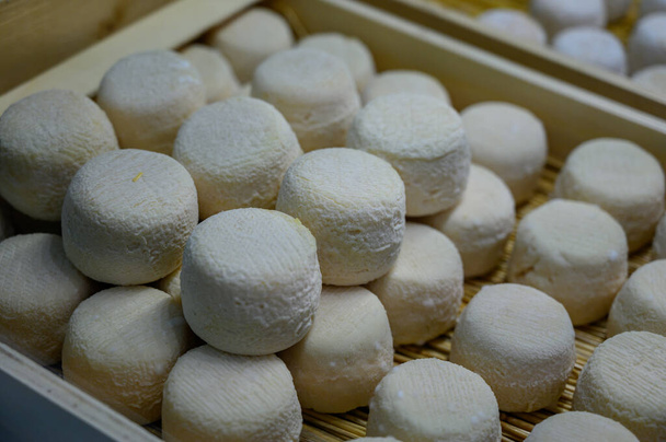 Juusto kokoelma, pehmeä vuohi ranskalainen juusto hometta crottin de Chavignol tuotettu lähellä Sancerre juustotilalla, Loire Valley lähikuva - Valokuva, kuva