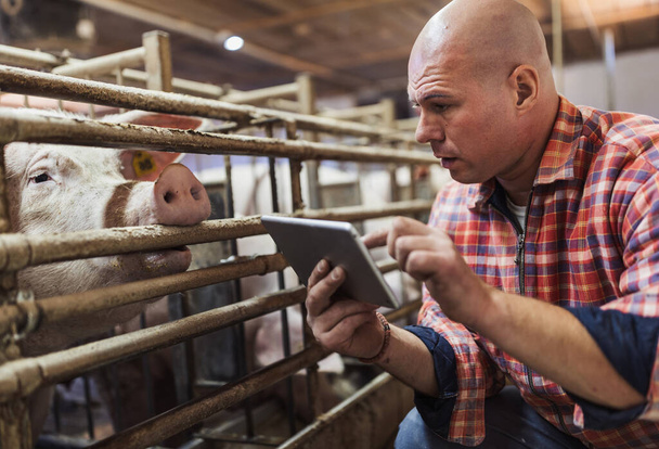 Çiftçi domuz ağılındaki domuzların önünde eğilip tablet tutuyor. - Fotoğraf, Görsel