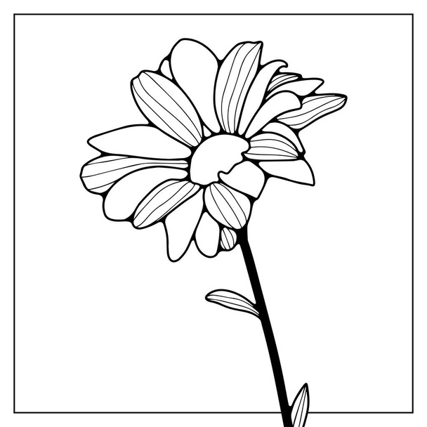 Black outline of a delicate chamomile on a white background. Silhouettes of daisies for coloring pages, publications in books and magazines. - Vector, Image