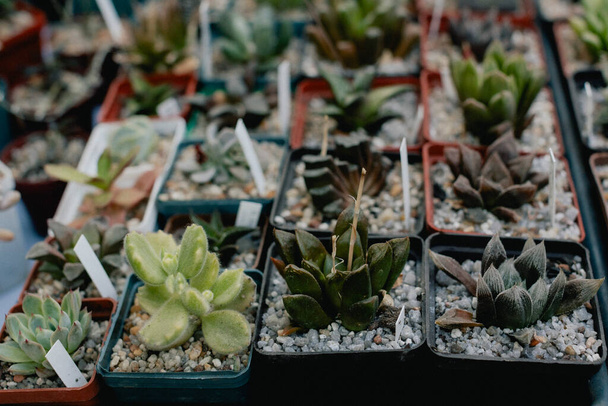 Sappige planten en cactus in potten te koop op straat markt. Wazige achtergrond. Een close-up. Selectieve focus. - Foto, afbeelding