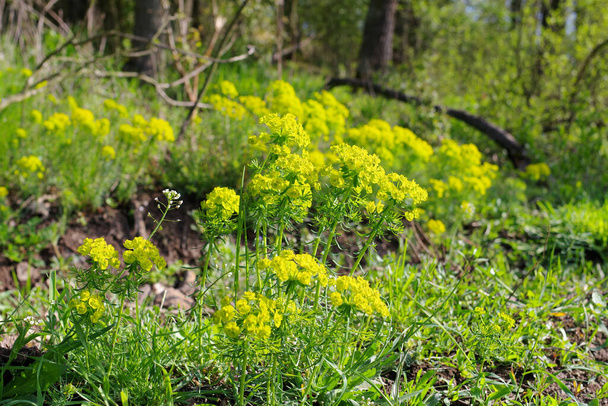 Euphorbia cyparissias, a ciprusi spárga sárga színekben virágzik. - Fotó, kép