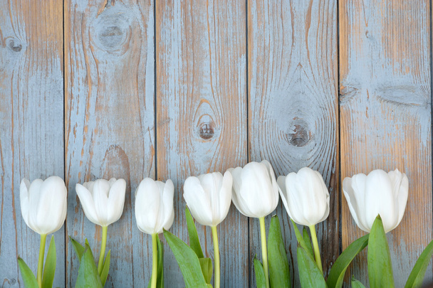 Grono białe tulipany na stary szary niebieski używane drewniane półki tło z pustej przestrzeni układ - Zdjęcie, obraz