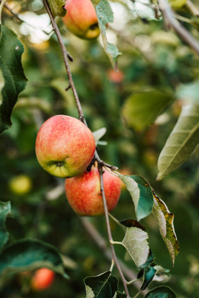 Czerwone jabłko na gałęzi w ogrodzie. Rosnące jabłka. Jesienny dzień poza miastem. Wysokiej jakości zdjęcie - Zdjęcie, obraz