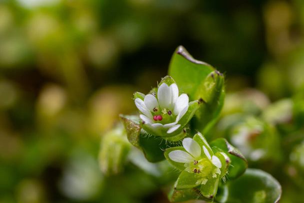 In the spring, Stellaria media grows in the wild. A herbaceous plant that often grows in gardens as a weed. Small white flowers on fleshy green stems. - Photo, Image