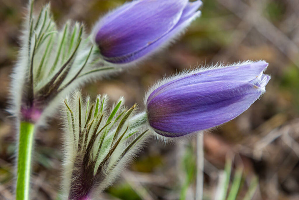 Pulsatilla slavica. Spring flower in the forest. A beautiful purple fluffy plant that blooms in early spring. Disappearing spring flowers. - Photo, Image