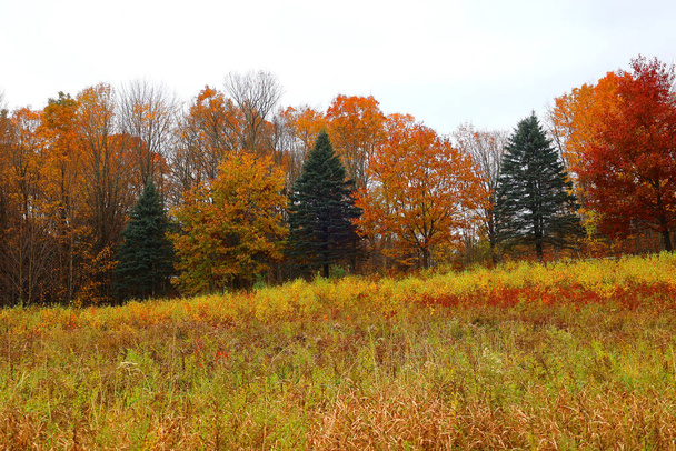 Herfst kleuren in het bos - Foto, afbeelding