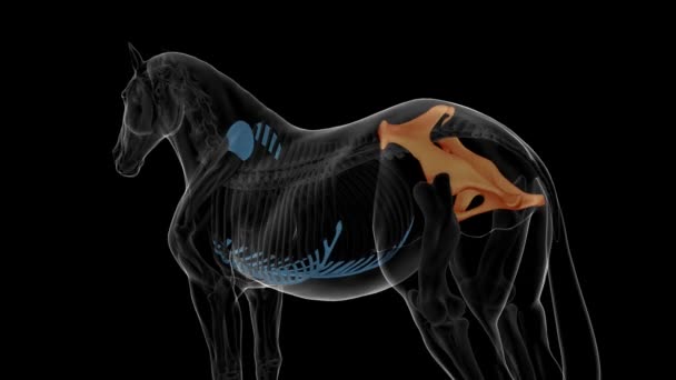 Pelvis hueso esqueleto de caballo anatomía para el concepto médico animación 3D - Imágenes, Vídeo