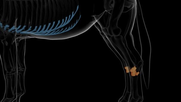 Tıbbi konsept 3 boyutlu animasyon için at iskeleti anatomisi - Video, Çekim