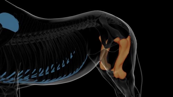 anatomia esqueleto de cavalo de osso de fêmur para conceito médico animação 3D - Filmagem, Vídeo