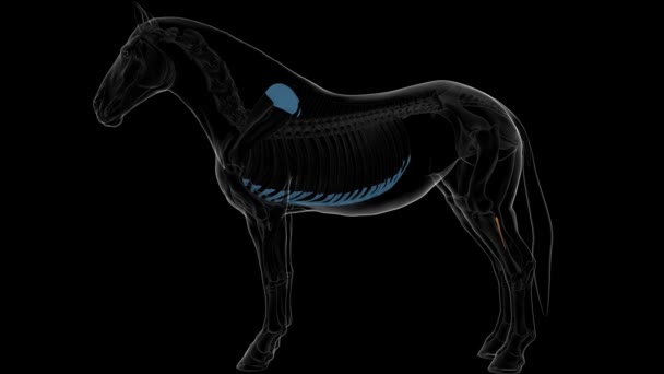 Fibula hueso esqueleto de caballo anatomía para el concepto médico animación 3D - Imágenes, Vídeo