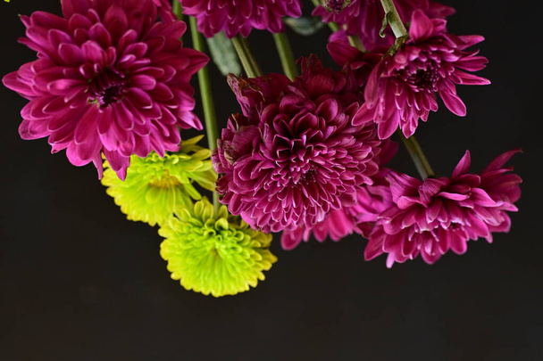 beaux chrysanthèmes, fleurs, vue rapprochée - Photo, image
