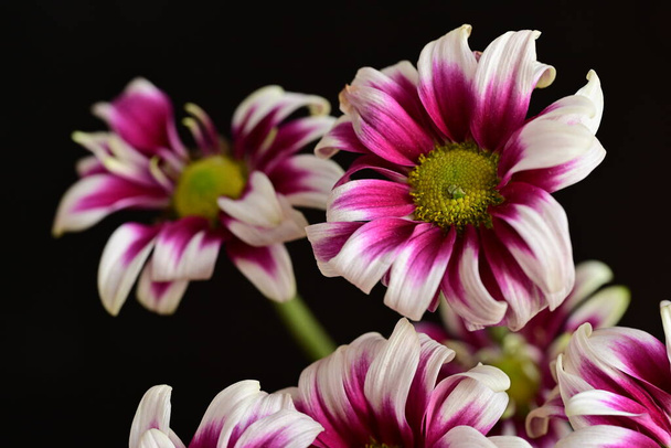 schöne Chrysanthemen, Blumen, Nahsicht - Foto, Bild