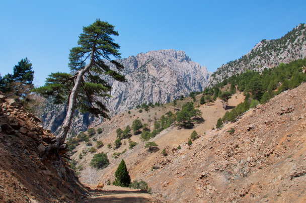 einsamer Kiefernbaum lehnt über steinige Straßen in der Türkei - Foto, Bild