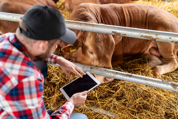 Άνδρας αγρότης με ψηφιακή ταμπλέτα στα χέρια και αγελάδα βοείου κρέατος σε κτηνοτροφική εκμετάλλευση. - Φωτογραφία, εικόνα