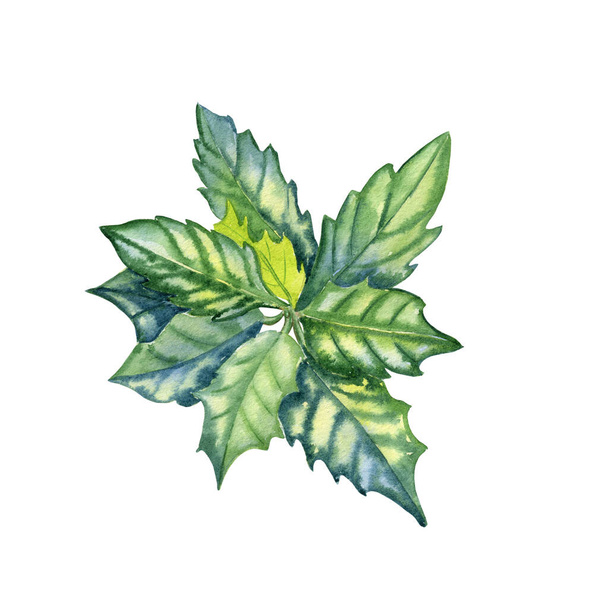 Aquarell Stechpalme handgezeichnete Illustration. Realistisches Bild eines festlich grünen Zweiges für die Weihnachtsgestaltung. Botanische Clip-Art zum neuen Jahr. - Foto, Bild